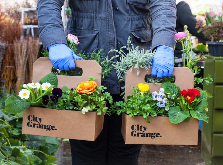 Person in blue gloves holding colorful flowering plants in cardboard City Grange branded boxes.