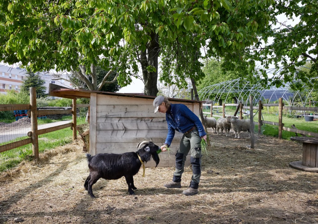 Novaedia’s organic urban farm