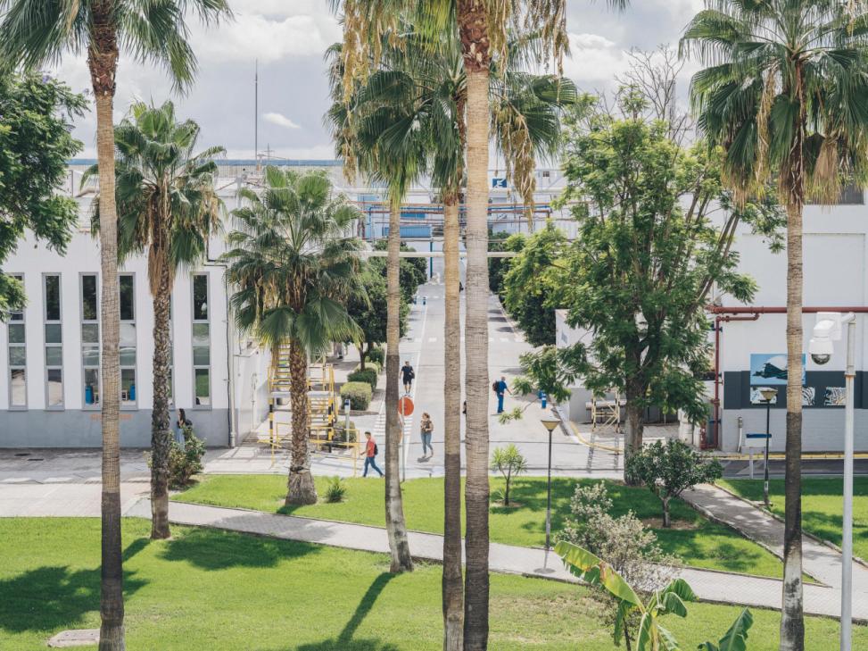 Palm trees on the Airbus campus
