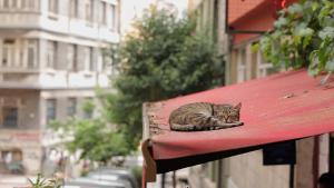 Watching the city