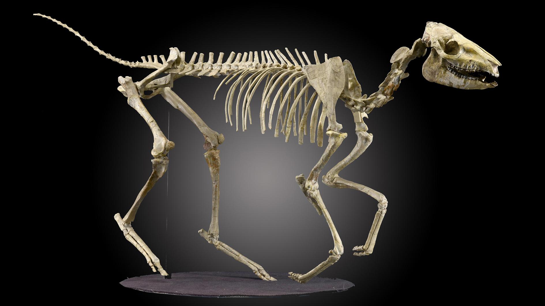 How do you sell a natural history museum?