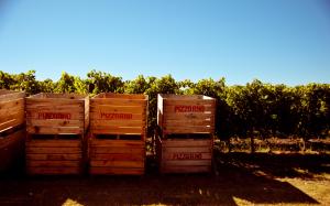 Uruguay’s ambitious wine industry