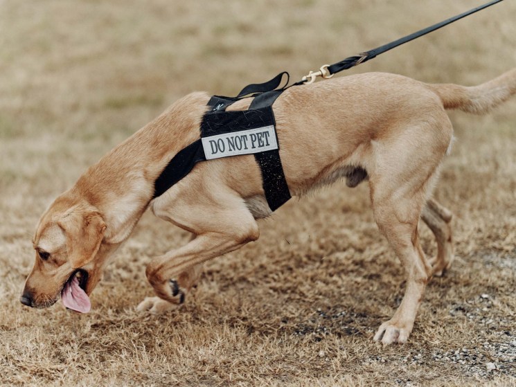 Sniffing out trouble: Why canines are still top dogs for airport security