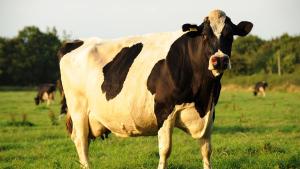 Dairy