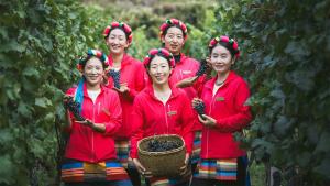 Food Neighbourhoods #428: Winemaking in Yunnan Province, China