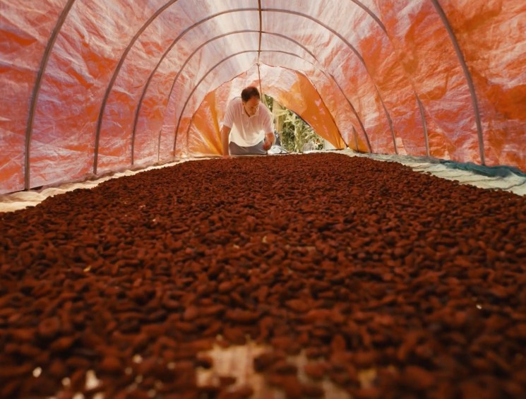 Cacao in Vietnam