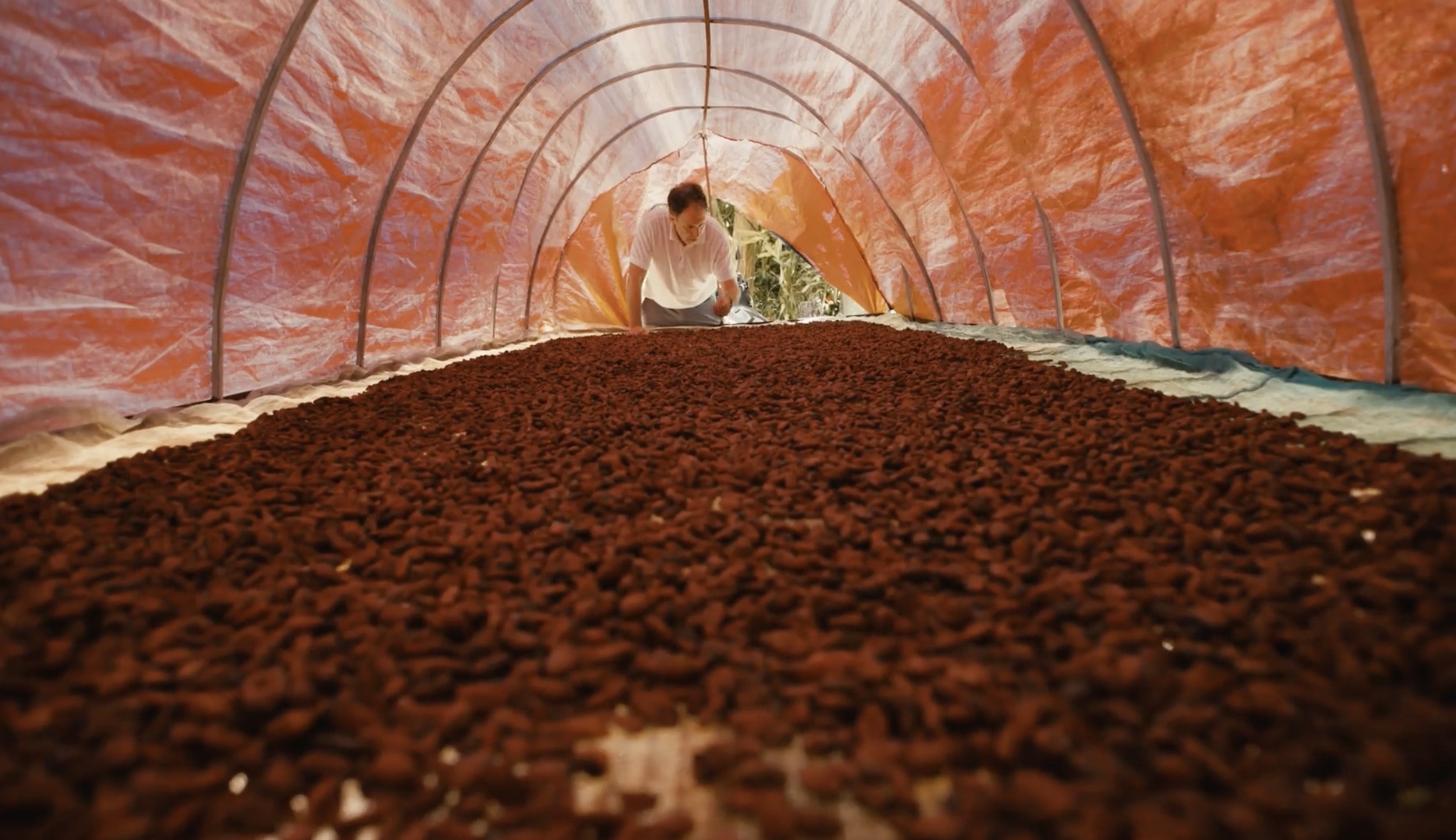 Cacao in Vietnam