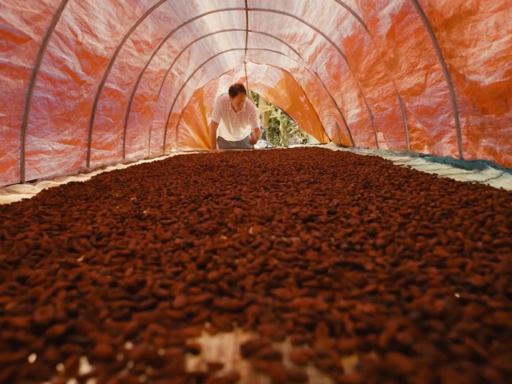 Cacao in Vietnam