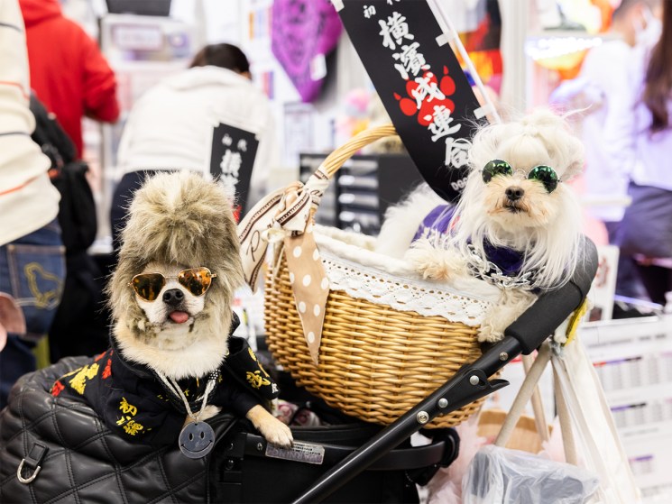 Barking up the right tree: Inside Japan’s billion-Yen luxury pet lifestyle boom