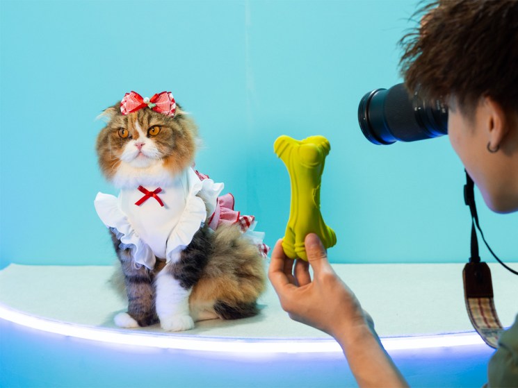 Barking up the right tree: Inside Japan’s billion-Yen luxury pet lifestyle boom