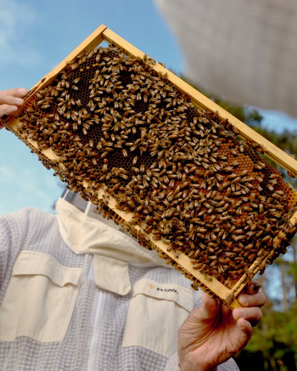 Flow Hive frame, filled with bees