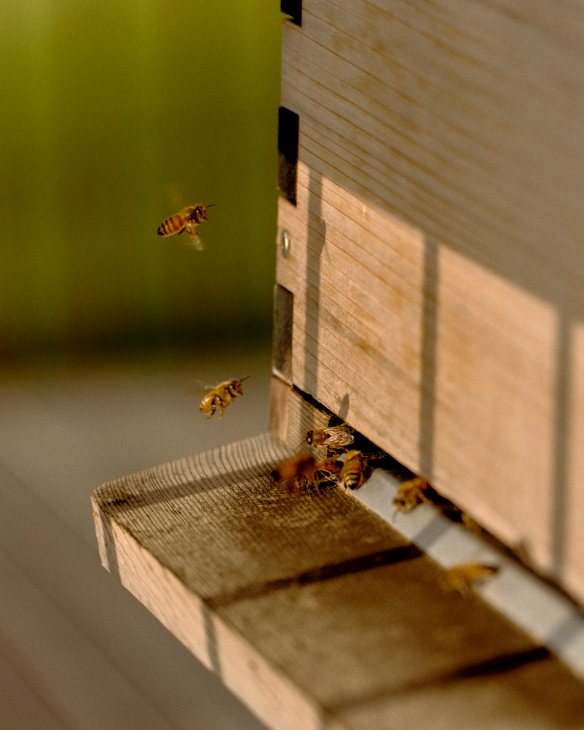 Flow Hive entrance