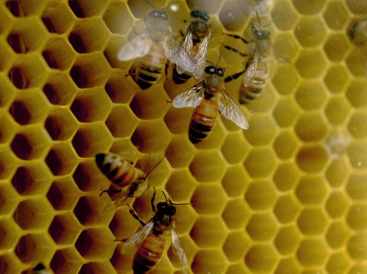 Flow Hive is the beekeeping startup that simplified honey harvesting and scaled globally