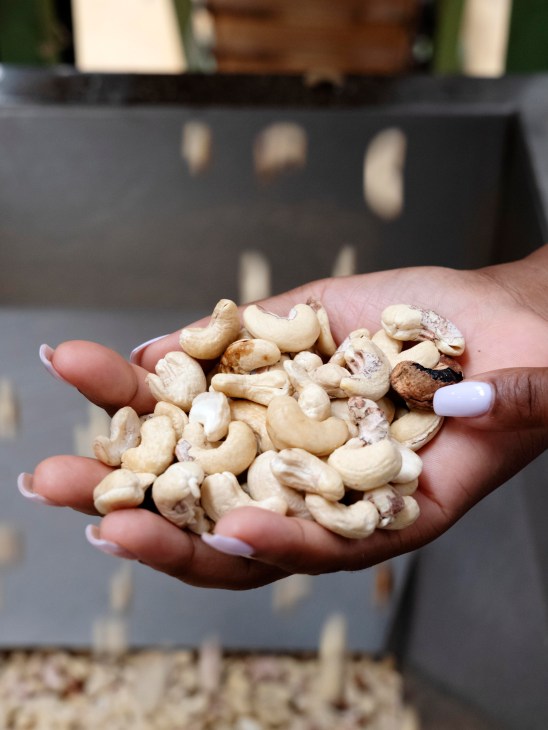 Cashews in a hand