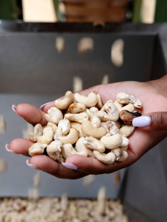 Cashews in a hand