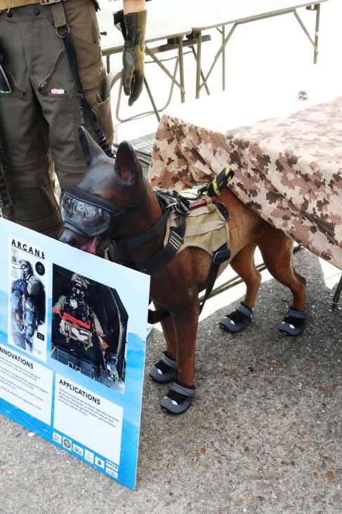 Dog in protective equipment