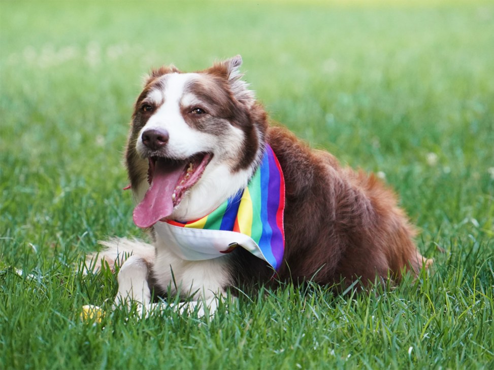 Peter Mandelson's dog, Jock