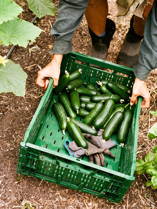 Dancer-turned-gardener Genevieve
Osborne prunes cucumbers at Pluk!