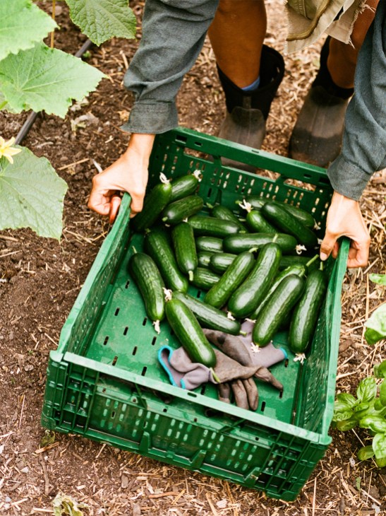 Dancer-turned-gardener Genevieve
Osborne prunes cucumbers at Pluk!