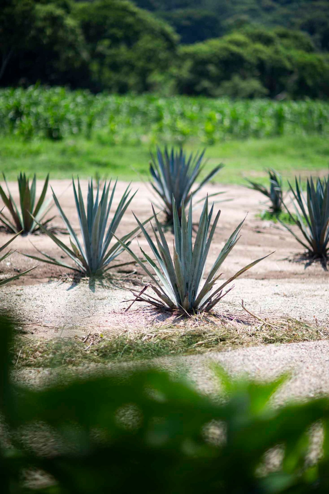 Agave plant