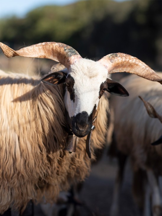 A goat at Vale Palheiro Earth Resort