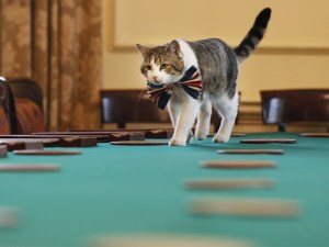 Larry the Cat