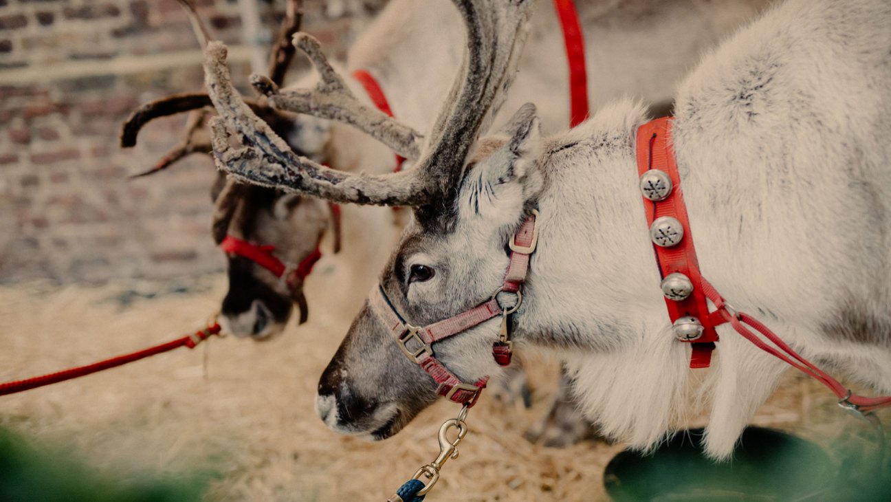 Monocle's Christmas Market reindeers