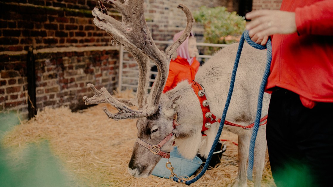 reindeer at monocle christmas market