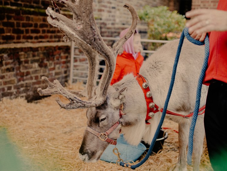 reindeer at monocle christmas market