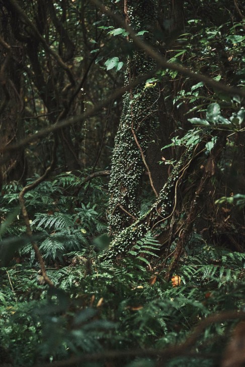 Jeju Island forestry