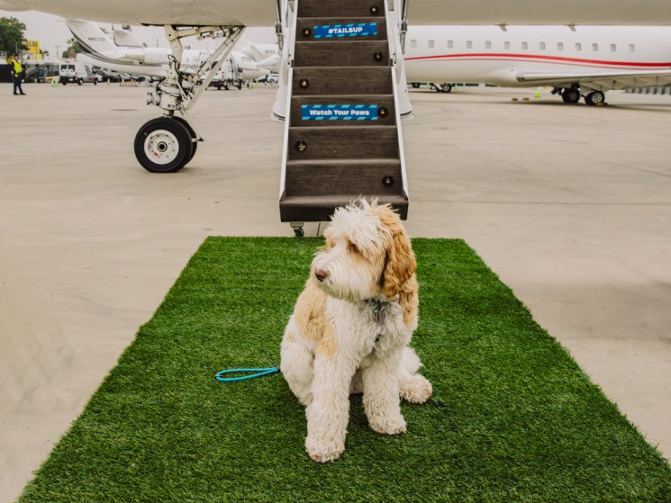 Dog sits on green carpet leading to airplane steps