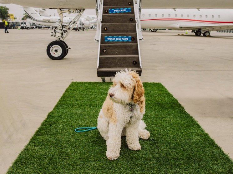 Dog sits on green carpet leading to airplane steps