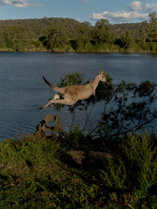 A kangaroo bounding through the landscape at Bundanon