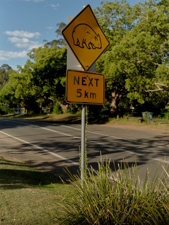 A sign warning motorists to watch out for koalas
