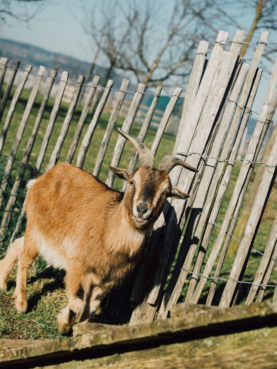 Jucker Farm, Seegräben, Zürich