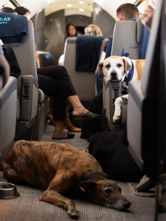 Dogs on a dog-friendly airplane