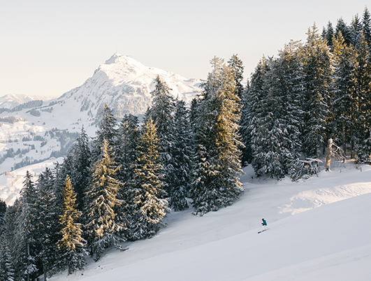 Landschaft Natur Kitzbuehel Hahnenkamm Winter Ski-Alpin Wald
