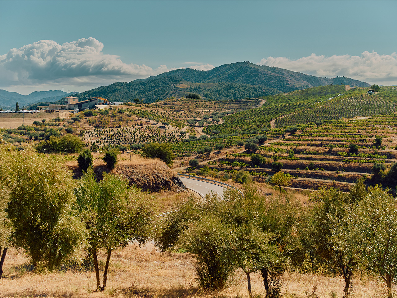 How heritage Spanish wine region Priorat is breathing new life into old vines