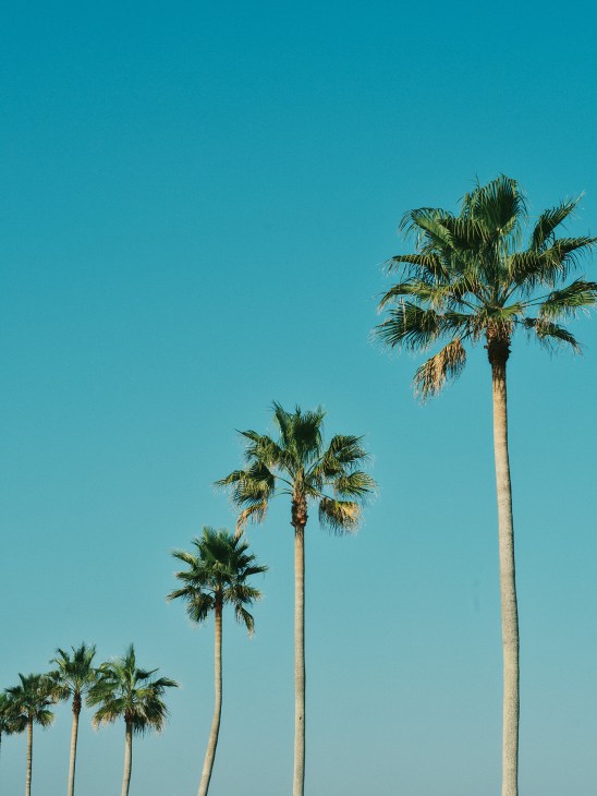 Beneath tropical skies in Aoshima