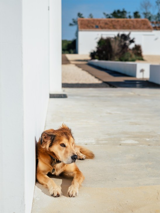 A dog rests in the sun at Amaria