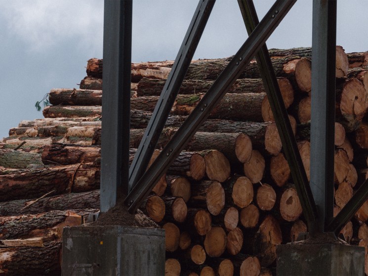 Logging in: Trees from the neighbouring forest are felled and sorted before trimming