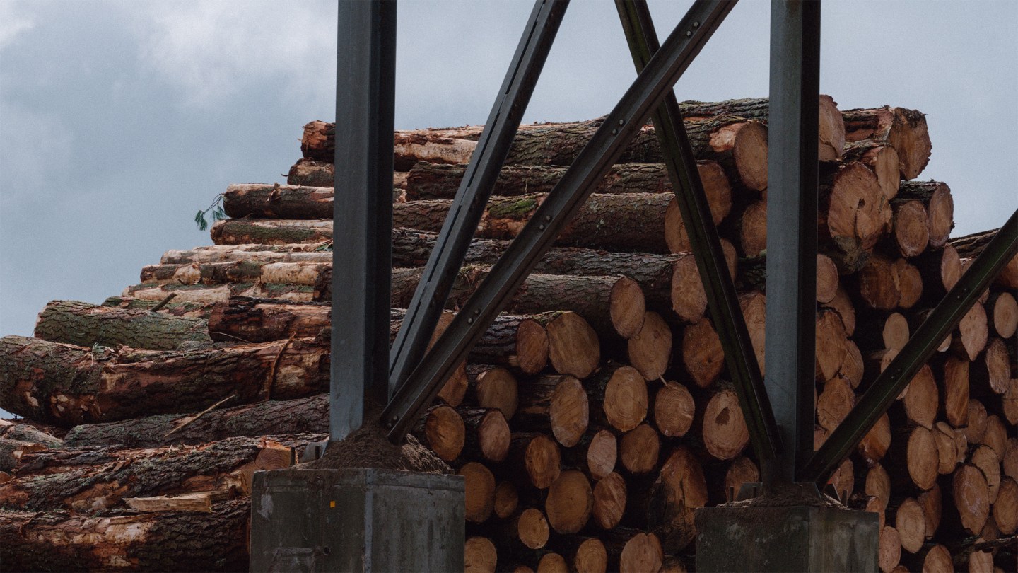 Logging in: Trees from the neighbouring forest are felled and sorted before trimming