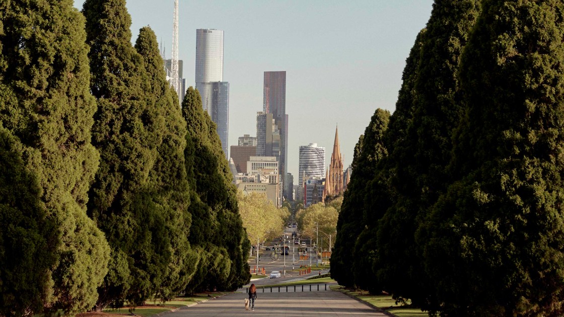 A tree-lined avenue in Melbourne, Australia