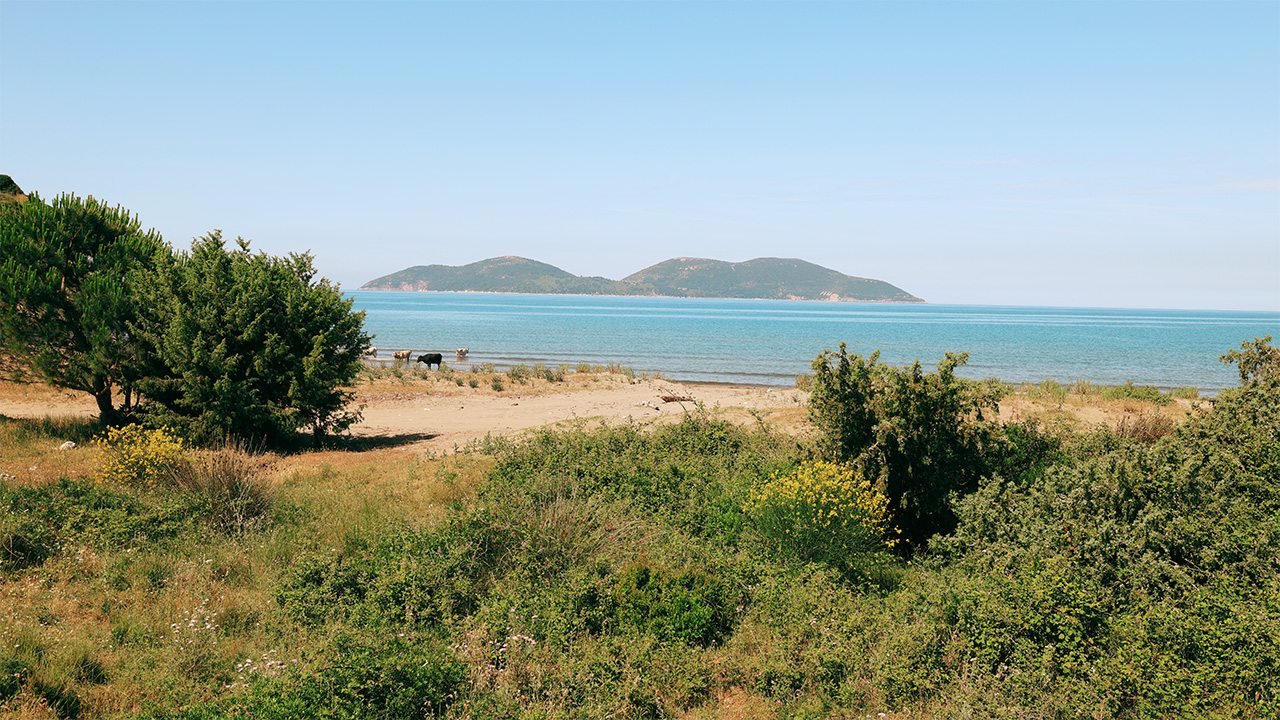 Explainer 521: Trump Island