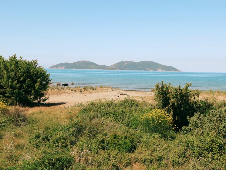 Explainer 521: Trump Island