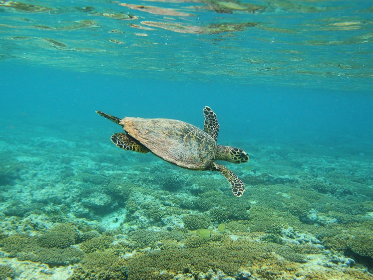The blue economy, part one