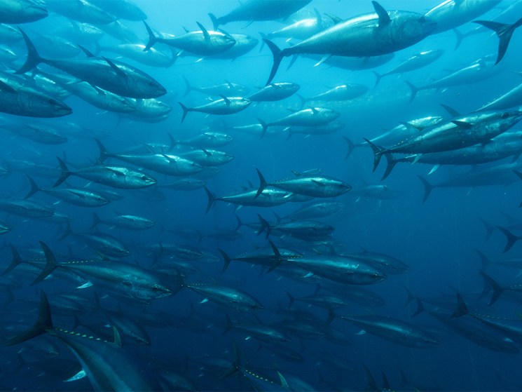The blue economy, part two