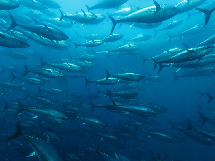 The blue economy, part two