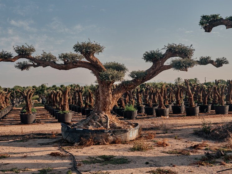 Money doesn’t grow on trees? The nursery cashing in on the world’s need for urban canopies says otherwise 