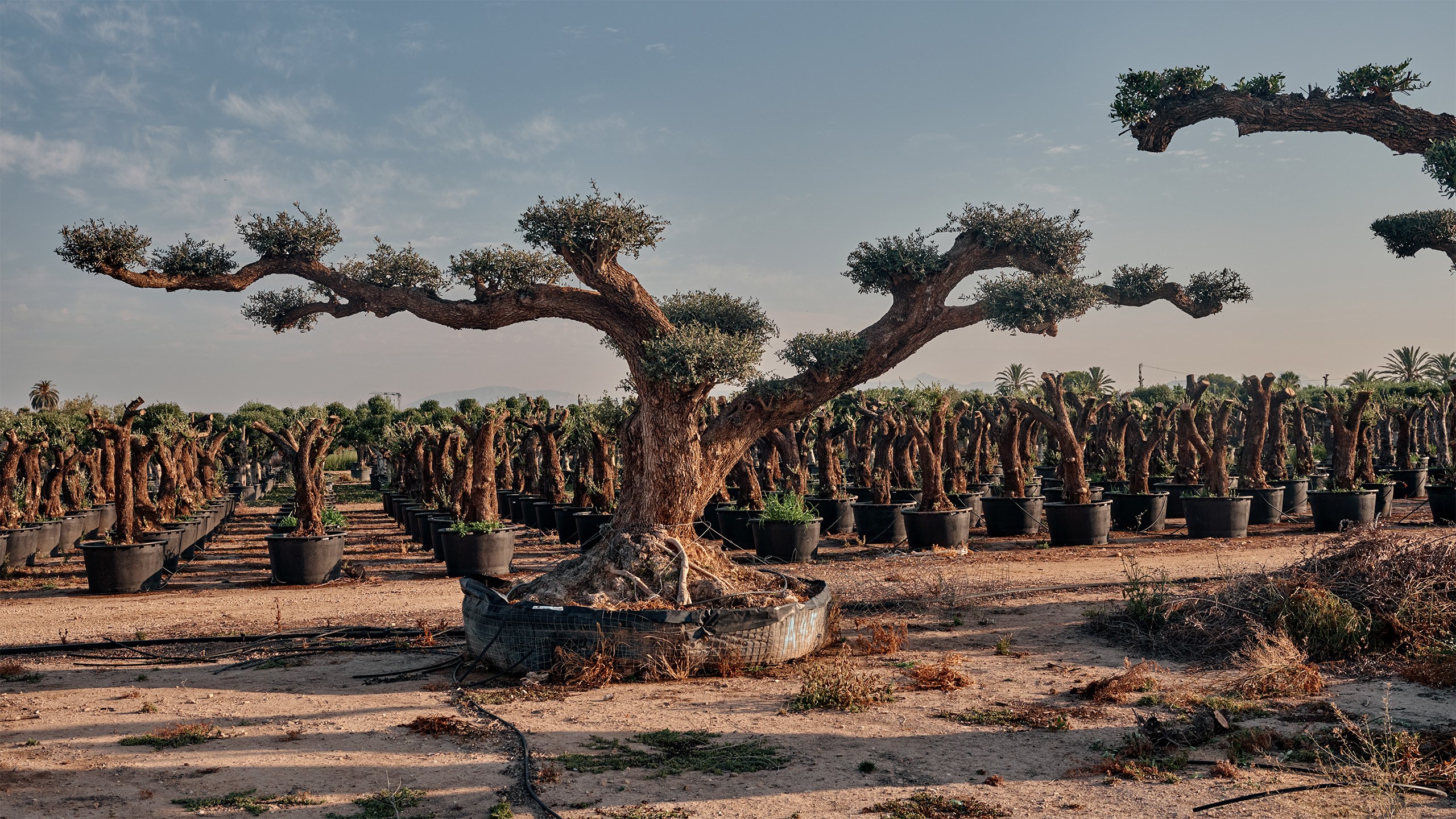 Money doesn’t grow on trees? The nursery cashing in on the world’s need for urban canopies says otherwise